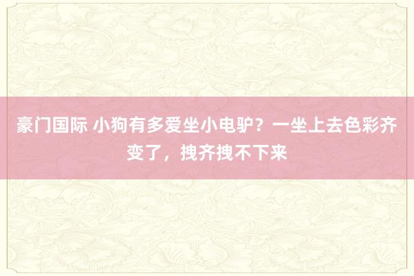 豪门国际 小狗有多爱坐小电驴？一坐上去色彩齐变了，拽齐拽不下来