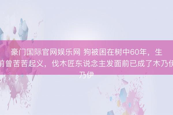 豪门国际官网娱乐网 狗被困在树中60年，生前曾苦苦起义，伐木匠东说念主发面前已成了木乃伊